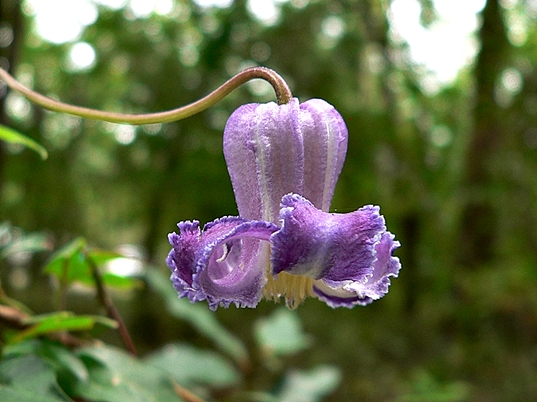 {Clematis crispa}